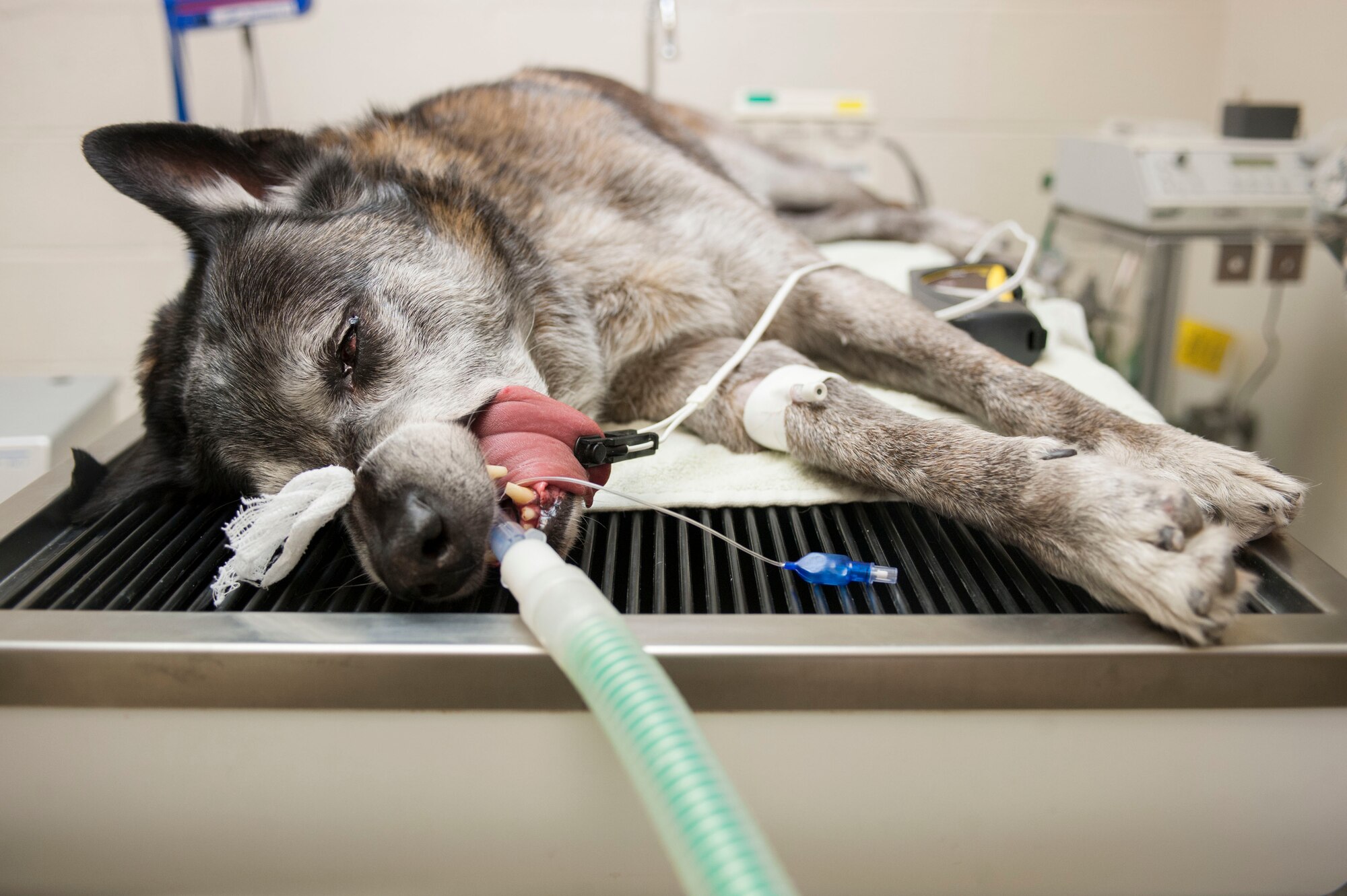 Chester, 99th Security Forces Squadron military working dog, lies on a table after receiving a sedative at the veterinary clinic on Nellis Air Force Base, Nev., Oct. 15, 2015. Annual teeth cleaning are important because if the MWDs have bad teeth they cannot do their job effectively. (U.S. Air Force photo by Senior Airman Mikaley Kline)