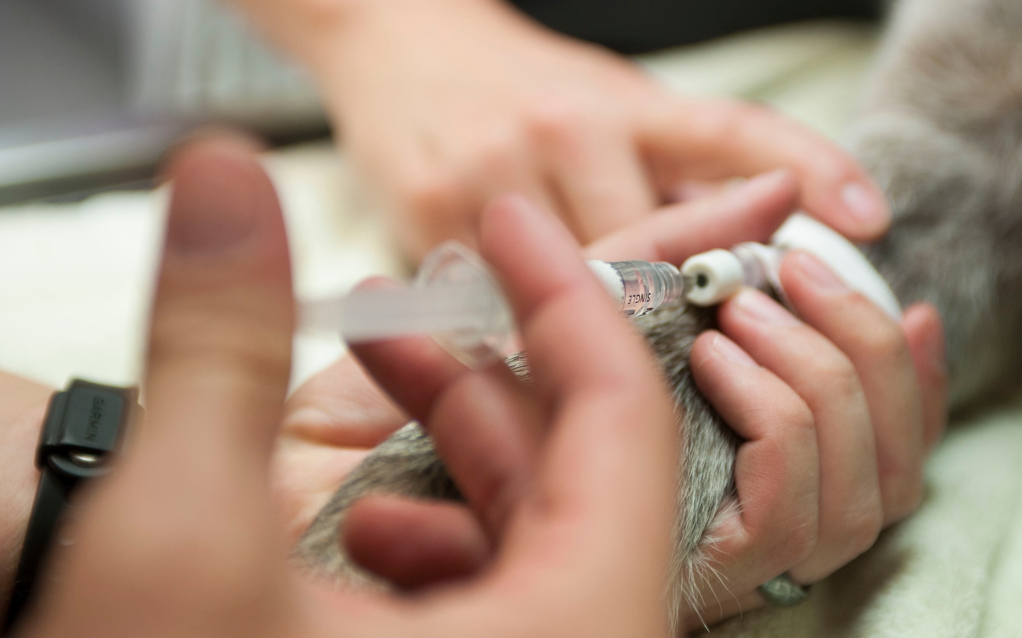 Karla Larsen, 99th Medical Group veterinary technician, administers a sedative to Chester, 99th Security Forces Squadron military working dog, at the veterinary clinic on Nellis Air Force Base, Nev., Oct. 15, 2015. The three parts to giving an animal anesthesia are the premedication stage, the induction stage, and the maintenance of the anesthesia. (U.S. Air Force photo by Senior Airman Mikaley Kline)