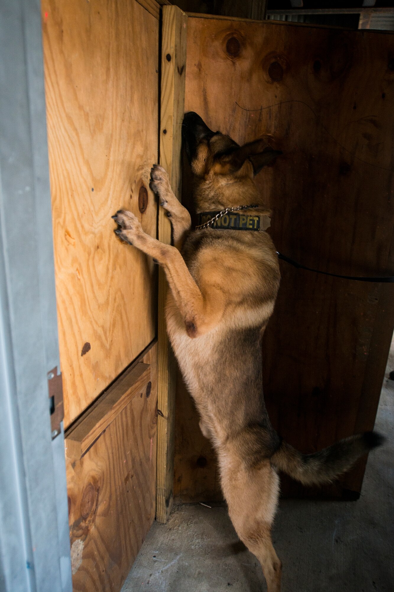 Military working dog Nido, assesses the situation to locate a trained substance during training Aug. 26, 2015, at Moody Air Force Base, Ga. MWDs are entrusted to assist their handlers in the detection of drugs or explosives. (U.S. Air Force photo by Airman 1st Class Ceaira Tinsley/Released)