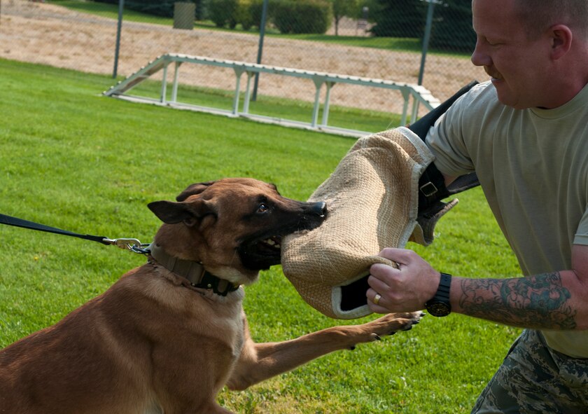 Master Sgt. Brandon Tillman, 92nd Security Forces Squadron kennel master, trains with Uutah, a 92nd SFS military working dog, Aug. 25, 2015, at Fairchild Air Force Base, Wash. The double letter U in Uutah’s name signifies that he was both born and raised at Joint Base San Antonio/Lackland, Texas, before coming to Fairchild AFB. (U.S. Air Force photo/Airman Sean Campbell)