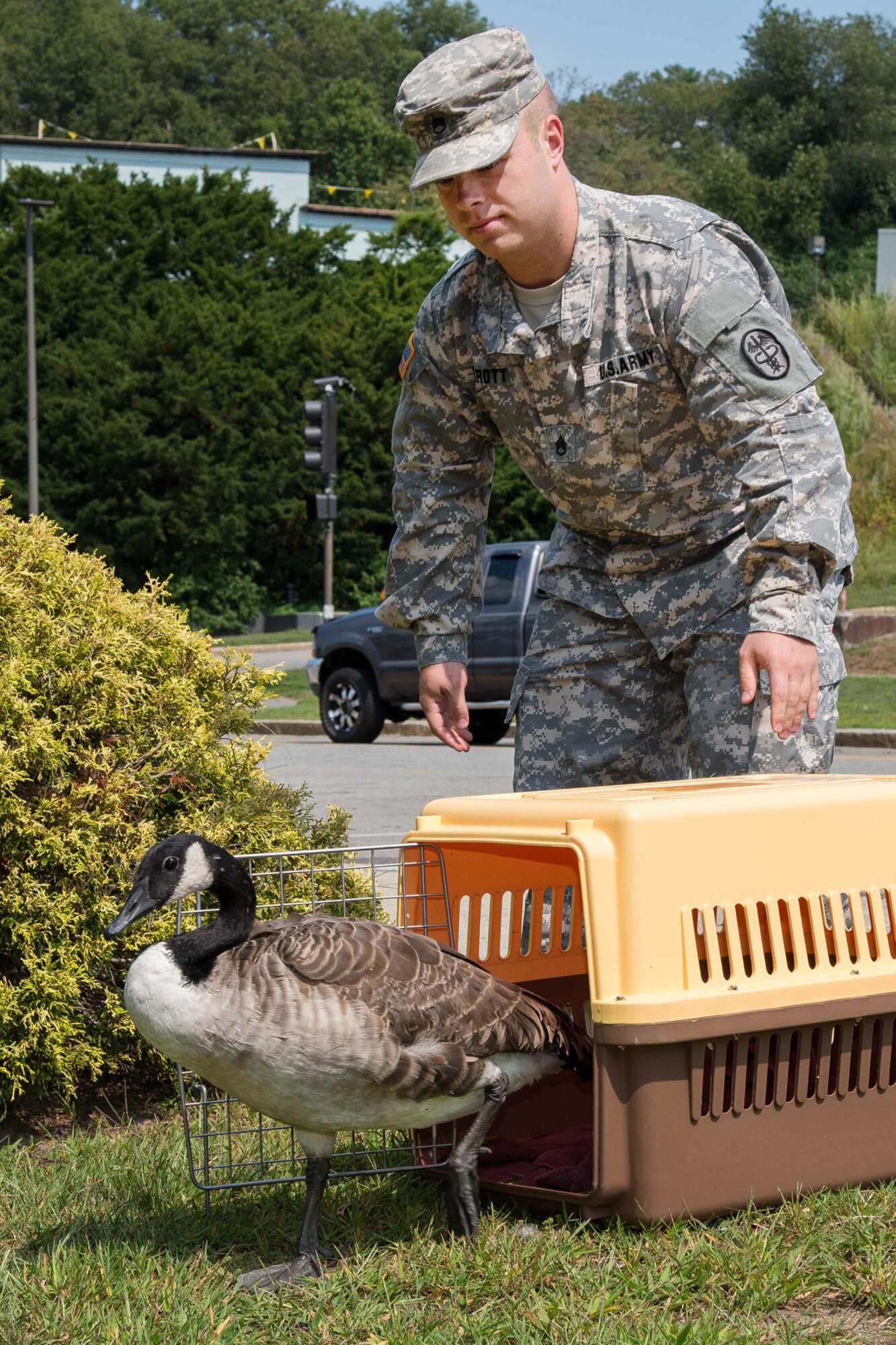 U.S. Army Staff Sgt. Robert Parrott, Veterinary Clinic NCO in charge, releases a goose on base Aug. 31 after clinic officials provided treatment. The Vet Clinic coordinated with Tufts Wildlife Clinic to treat the goose after it was found on base and determined to need care. (U.S. Air Force photo by Mark Herlihy)