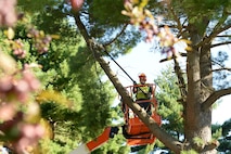 Steve Morris, 66th Civil Engineering Division grounds maintenance, cuts a branch off a tree on base Aug. 27. The tree was removed for safety reasons and to prevent future damage to nearby Building 1212. (U.S. Air Force photo by Linda LaBonte Britt)