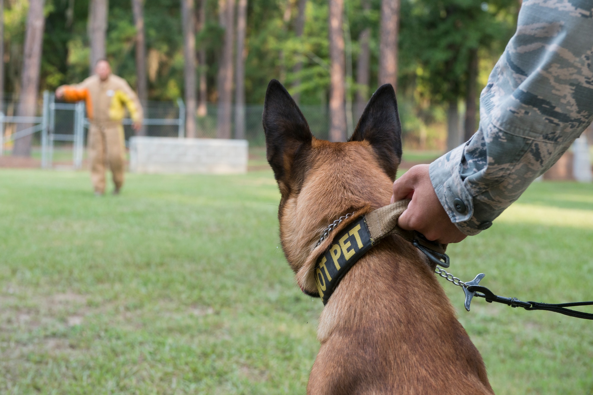 Military Working Dog Ttoby targets U.S. Air Force Staff Sgt. Tyler Catey, 23d Security Forces Squadron MWD handler, before being released during controlled aggression training Aug. 26, 2015, at Moody Air Force Base, Ga. MWDs are trained to be obedient and respond to specific commands given by their handler. (U.S. Air Force photo by Airman 1st Class Ceaira Tinsley/Released)