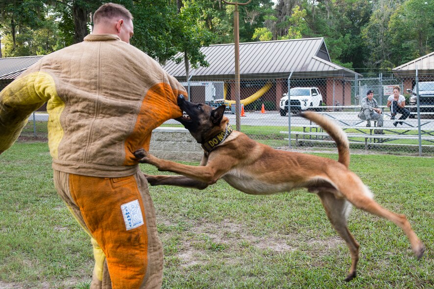 Military Working Dog Ttoby bites U.S. Air Force Staff Sgt. Tyler Catey, 23d Security Forces Squadron MWD handler, during controlled aggression training Aug. 26, 2015, at Moody Air Force Base, Ga. MWDs train to target different body parts when subduing a suspect. (U.S. Air Force photo by Airman 1st Class Ceaira Tinsley/Released)