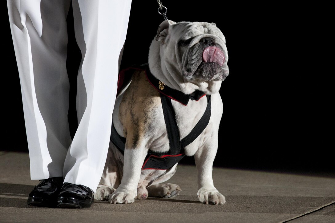 U.S. Marine Corps Cpl. Chesty XIV, official mascot of the Marine Corps, sits during an evening parade at Marine Barracks Washington, D.C., Aug. 28, 2015. U.S. Marines Sgt. Jonathan W. Patrick and Lance Cpl. Kyle F. McDonald were the guests of honor for the parade and Gen. Joseph F. Dunford Jr., 36th commandant of the Marine Corps, was the hosting official for that same parade. The Evening Parade summer tradition began in 1934 and features the Silent Drill Platoon, the Marine Band, the Drum and Bugle Corps and two marching companies. More than 3,500 guests attend the parade every week. (U.S. Marine Corps photo by Lance Cpl. Alex A. Quiles/Released)
