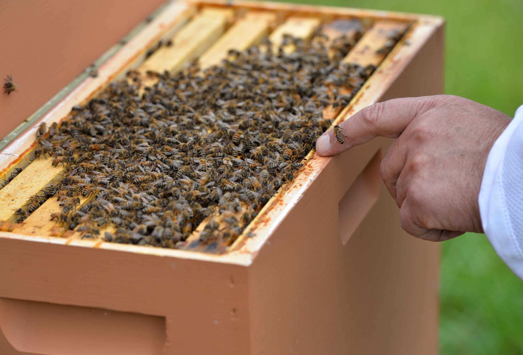 Dwight Wells, a sustainable beekeeper with the Propolis Project, LLC
inspects a young bee colony at the Huffman Prairies Queen Yard at
Wright-Patterson Air Force Base, Ohio, August 26, 2015.  For the last couple
months Wells has been watching the colony to see if they have enough feed to
sustain them through winter. Young colonies need nursed along so they have a
balanced and stable population. The Propolis Project, LLC is the Pollinator
Partnership program in cooperation with WPAFB National Park Service and Ohio
Department of Agriculture. (Air Force photo by Michelle Gigante)
