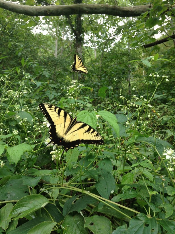 Eastern tiger swallowtail butterflies fly near the American chestnut orchard at Carr Creek Lake, Sassafras, Ky.