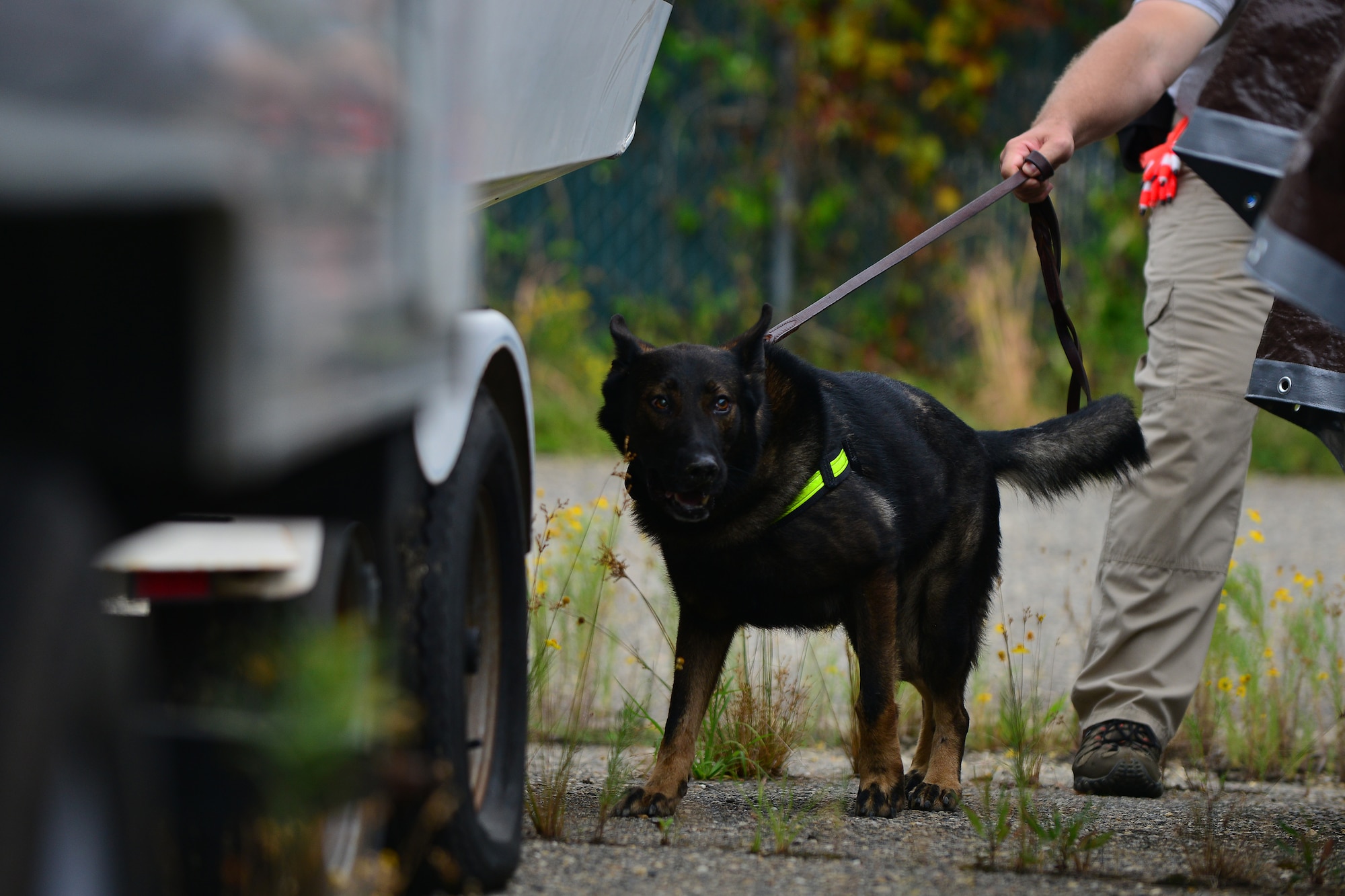 Quinton Stafford, Aegis explosives canine handler, walks Tor, explosives detection dog, through a detection course as part of a week-long explosive detection certification course at Fort Eustis, Va., Aug. 31, 2015. The 3rd Military Police Detachment hosted the course to ensure the contracted handlers and canines met military detection standards. (U.S. Air Force photo by Staff Sgt. Natasha Stannard/Released)
