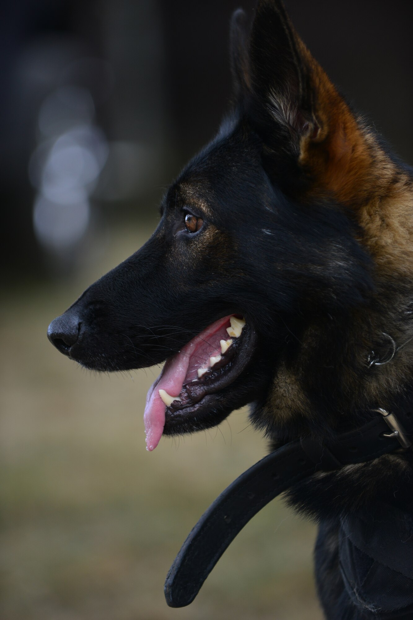 Orion, explosives detection dog, rests after completing the first explosives detection certification course at Fort Eustis, Va., Aug. 31, 2015. The annual course allows for contracted agencies to provide standardized and certified services for military operations worldwide. (U.S. Air Force photo by Staff Sgt. Natasha Stannard/Released)