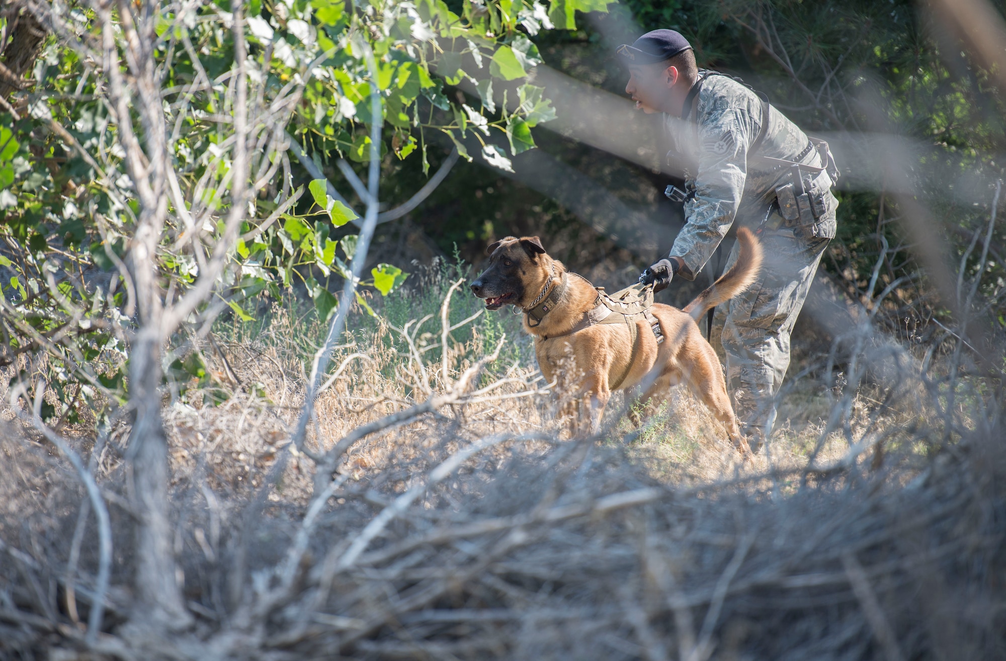 Staff Sgt. Lucas Medelez, 366th Security Forces Squadron military working dog handler and 366th SFS military working dog, Vvass, listen attentively as they make their way through the woods in search of a simulated suspect during a sound scout exercise, Aug. 21, 2015, at Mountain Home Air Force Base, Idaho. (U.S. Air Force photo by Airman 1st Class Jessica H. Evans/RELEASED)