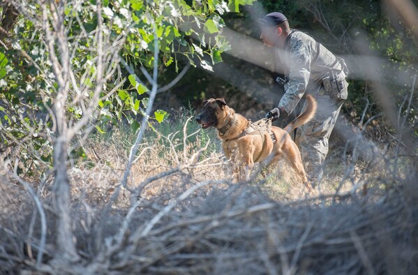 Staff Sgt. Lucas Medelez, 366th Security Forces Squadron military working dog handler and 366th SFS military working dog, Vvass, listen attentively as they make their way through the woods in search of a simulated suspect during a sound scout exercise, Aug. 21, 2015, at Mountain Home Air Force Base, Idaho. (U.S. Air Force photo by Airman 1st Class Jessica H. Evans/RELEASED)