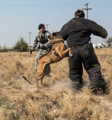 Staff Sgt. Lucas Medelez, 366th Security Forces Squadron military working dog handler, cheers-on 366th SFS military working dog, Vvass, as he sinks his teeth into a simulated suspect during a sound scout exercise, Aug. 21, 2015, at Mountain Home Air Force Base, Idaho. (U.S. Air Force photo by Airman 1st Class Jeremy L. Mosier/RELEASED)