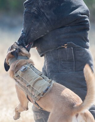 Vvass, 366th Security Forces Squadron military working dog, protects his handler during a simulated struggle between the suspect and Staff Sgt. Lucas  Medelez, 366th SFS military working dog handler, Aug. 21, 2015, at Mountain Home Air Force Base, Idaho. (U.S. Air Force photo by Airman 1st Class Jessica H. Evans/RELEASED)