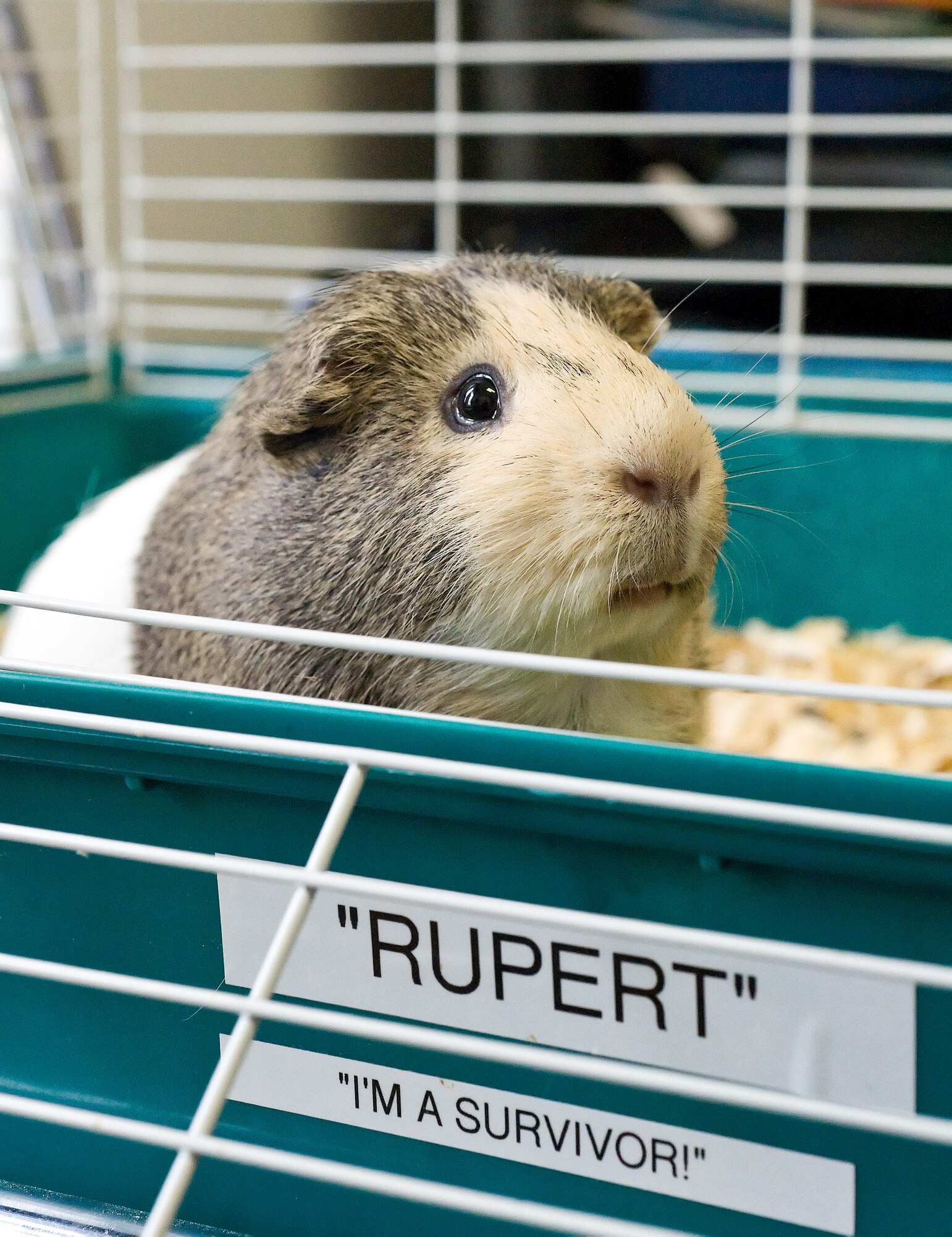 Rupert, the unofficial mascot of the 436th Force Support Squadron Youth Center, poses for a photo in his cage Aug. 31, 2015, at the Youth Center on Dover Air Force Base, Del. Rupert, an American Short Hair Guinea Pig, was randomly selected for The Airlifter's feature A Face of Team Dover: Vol. 2, No. 3 and with the help of the youth center staff, he wanted to share his story on how he ended up at the youth center. (U.S. Air Force photo by Roland Balik)