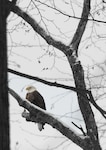 An adult bald eagle keeps watch near the nest site following snowfall, Dec. 12, 2014. The installation hosted its first bald eagle nest in the recorded history of the installation during the 2014-2015 nesting season. 