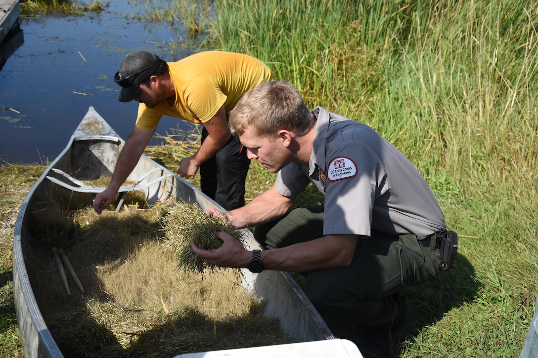 Leech Lake park ranger Gus Garbe inspects some wild rice harvested from Mud Lake, downstream of St. Paul District’s Leech Lake Dam, Sept. 3, 2015. Wild rice, which can be damaged be high or erratic water flows, is ecologically and economically important to the region. District staff performs a balancing act, managing releases through Leech Lake dam to optimize rice habitat, while staying within the parameters outlined by the operation manual for the Leech Lake. Minnesota has more acreage of natural wild rice than any other state and the combined Mud and Goose lakes, which are adjacent to each other on the Leech River, account for the third largest wild rice harvest areas in the state. Leech Lake is the largest wild rice harvest area in the state.