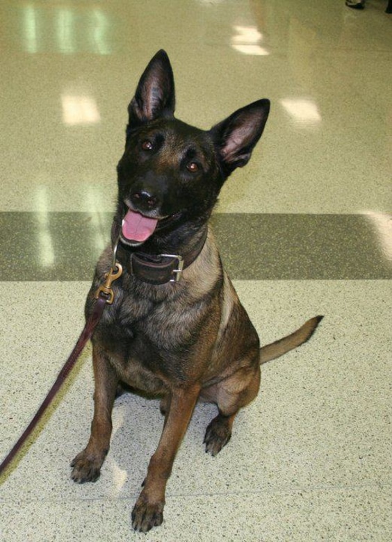 Air Force Office of Special Investigations Detachment  212 runners from Shaw Air Force Base, S.C., participated in the Guardians of the Night K-9 5K July 25 to honor the memory of Fargo, a K-9 deputy killed in the line of duty. (Photo courtesy Richland County Sheriff's Department) 