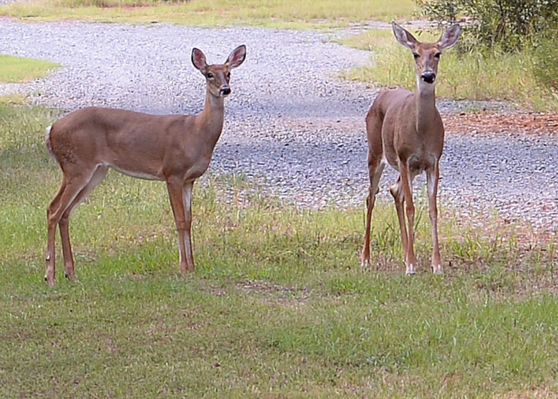 Two does in a grassy clearing aboard Marine Corps Logistics Base Albany stop and gaze  before moving back into the woods, Sept. 9. The installation's deer bow-hunting season begins Sept. 12.