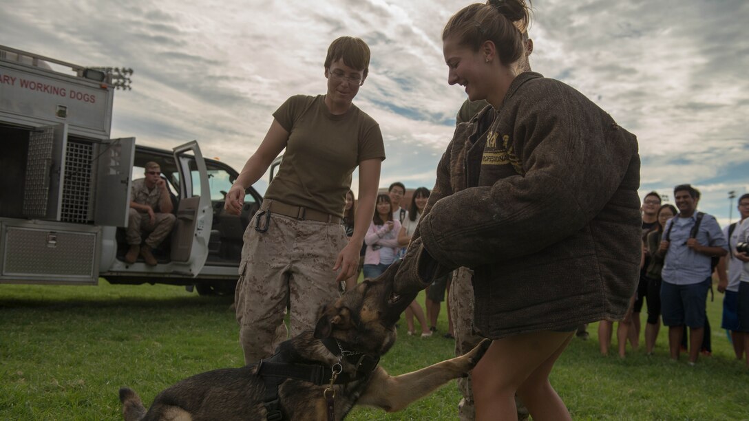 A student from Arizona State University helps with a Military Working Dog demonstration Sept. 10, 2015, at ASU Tempe Campus as part of Marine Week Phoenix.  Marine Week Phoenix allows the people of Phoenix to see the traditions, history, and values of the Marine Corps.
