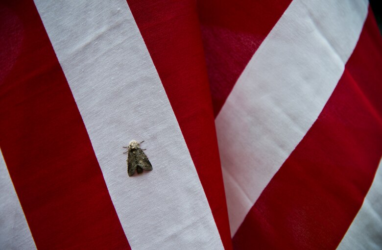 A moth clings to one of the approximately 352 flags set up on the Field of Valor display in Niceville, Fla. Sept. 11.  The display features 13 rows of 27 flags and one extra to create the field.  Names of recently fallen military members, including 10 Airmen, adorn each of the American flags.  The Field will be on display through Sept. 19 at the Mullet Festival grounds and is free to the public.  (U.S. Air Force photo/Tech. Sgt. Sam King)