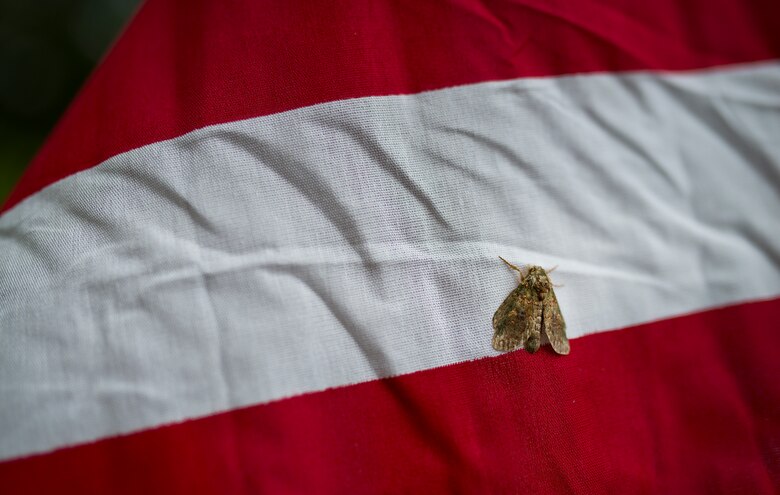A moth clings to one of the approximately 352 flags set up on the Field of Valor display in Niceville, Fla. Sept. 11.  The display features 13 rows of 27 flags and one extra to create the field.  Names of recently fallen military members, including 10 Airmen, adorn each of the American flags.  The Field will be on display through Sept. 19 at the Mullet Festival grounds and is free to the public.  (U.S. Air Force photo/Tech. Sgt. Sam King)