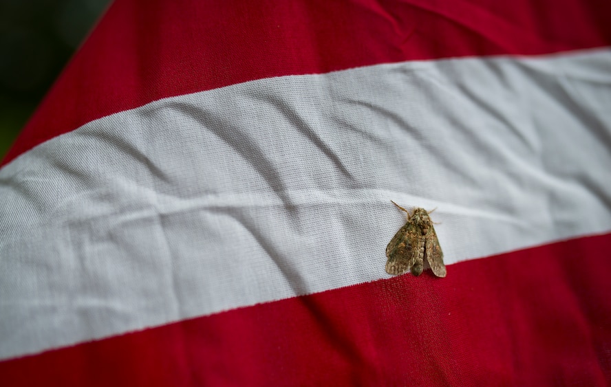 A moth clings to one of the approximately 352 flags set up on the Field of Valor display in Niceville, Fla. Sept. 11.  The display features 13 rows of 27 flags and one extra to create the field.  Names of recently fallen military members, including 10 Airmen, adorn each of the American flags.  The Field will be on display through Sept. 19 at the Mullet Festival grounds and is free to the public.  (U.S. Air Force photo/Tech. Sgt. Sam King)