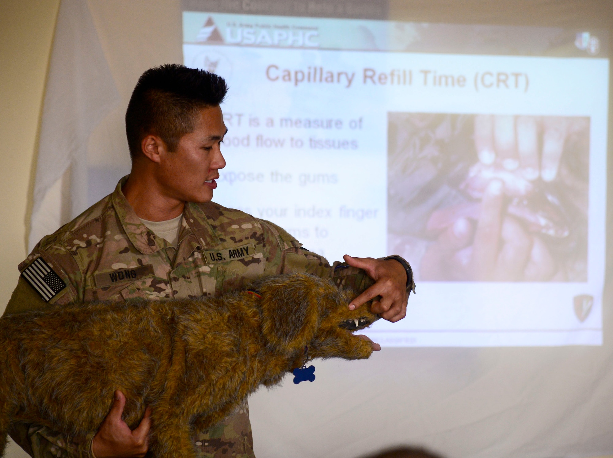 U.S. Army Capt. Raymond Wong, 463rd Military Detachment Veterinary Service veterinary officer in charge, demonstrates ways to check the capillary refill at a Military Working Dog medical emergency training at an undisclosed location in Southwest Asia, Sept. 12, 2015. The veterinary service team conducted training in hospitals throughout the area of responsibility to provide information on support and stabilizing MWDs until more advanced care is available. (U.S. Air Force photo by Senior Airman Racheal E. Watson/Released)