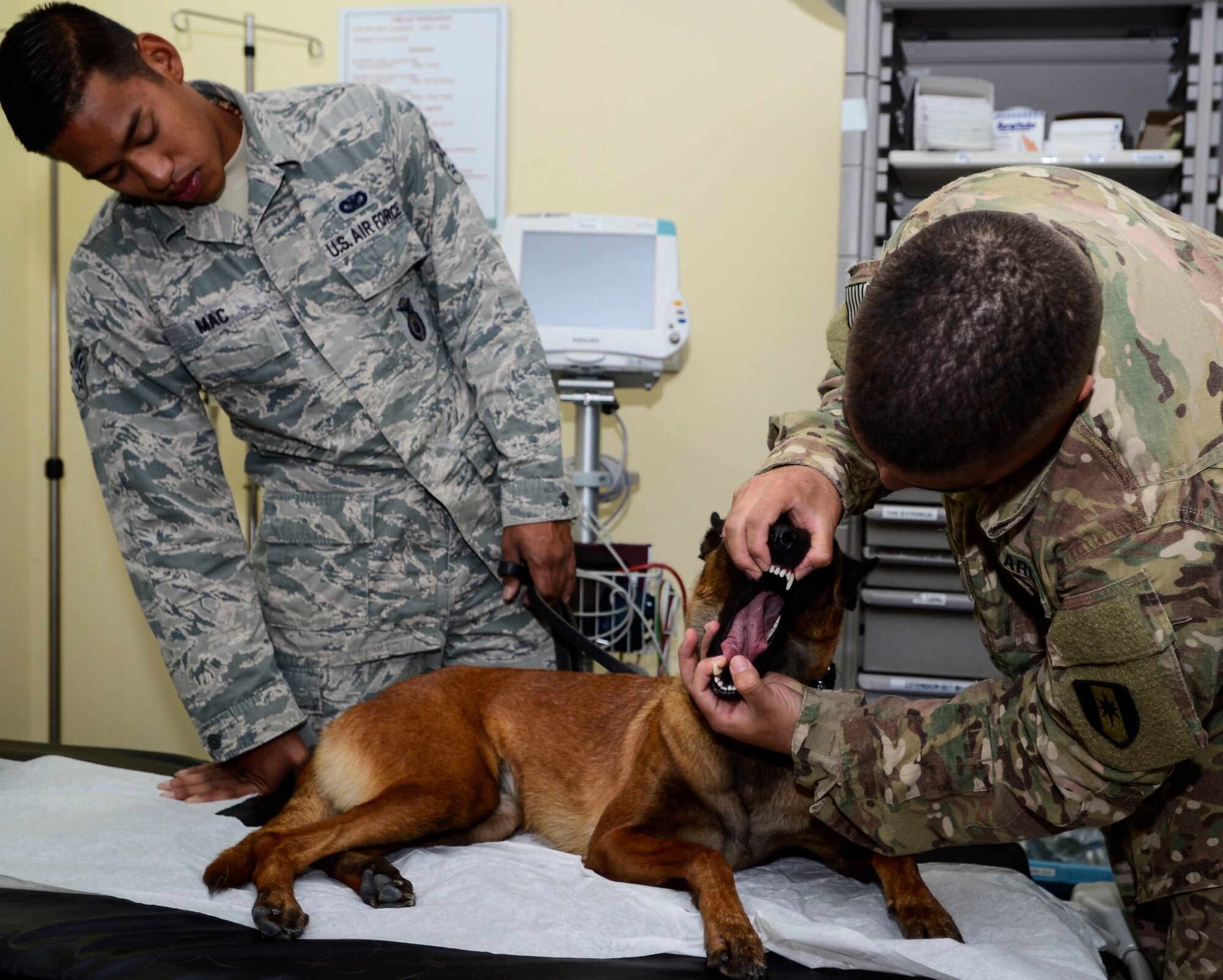 U.S. Air Force Senior Airman Adrian Mac, 386 Expeditionary Security Forces Squadron Military Working Dog handler, watches U.S. Army Specialist Nathan Creel, 463rd Military Detachment Veterinary Service animal technician, do an exam on GGreta, USAF 386 ESFS MWD, during medical emergency training at an undisclosed location in Southwest Asia, Sept. 12, 2015. The veterinary service team travel through the area of responsibility, teaching medical personnel techniques to stabilize MWDs until more advanced care is available. (U.S. Air Force photo by Senior Airman Racheal E. Watson/Released)