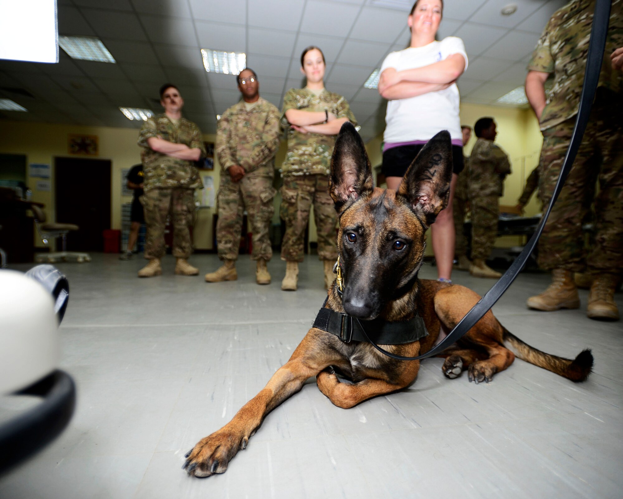 FFrida, U.S. Air Force 386 Expeditionary Security Forces Squadron Military Working Dog, attends medical emergency training at an undisclosed location in Southwest Asia, Sept. 12, 2015. FFrida and GGreta, another USAF MWD, gave hospital personnel hands-on experience working with animal patients. (U.S. Air Force photo by Senior Airman Racheal E. Watson/Released)