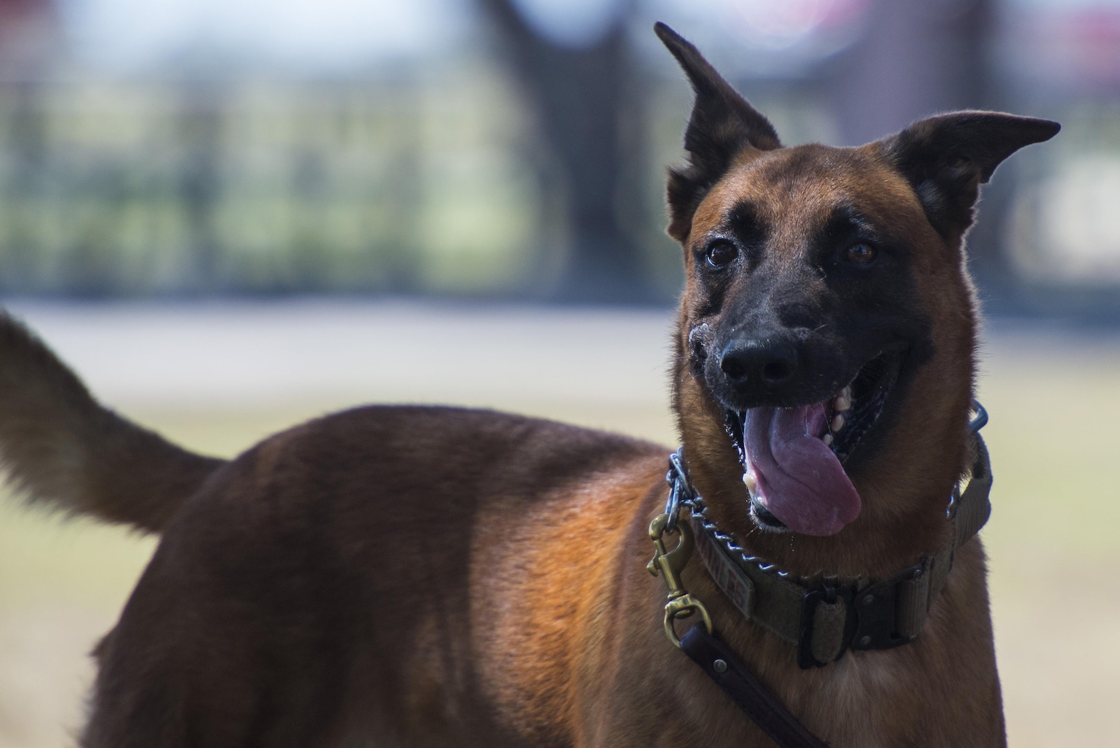 CCharles, 902nd Security Forces Squadron military workding dog, prepares for a search and detection demonstration during the Joint Base San Antonio Battle of the Badges Sept. 12, 2015, at JBSA-Randolph. Battle of the Badges takes place each year to build camaraderie, espirit de corps and cohesion among JBSA first responders through various competitive challenges taken from their daily missions.