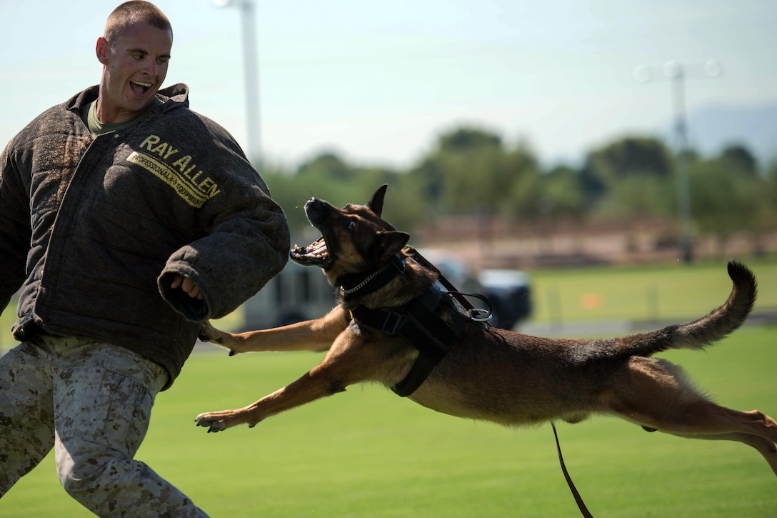 Marine Corps Sgt. Derek Patrick demonstrates the capabilities of his military working dog in the fields behind the University of Phoenix Stadium in Glendale, Ariz., Sept. 11, 2015. The demonstration was part of Marine Week Phoenix, which allowed the Marine Corps to showcase its traditions, history and values. U.S. Marine Corps photo by Sgt. Cuong Le

