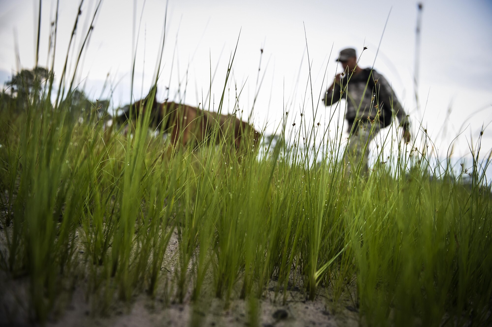 Senior Airman George Garcia, 1st Special Operations Security Forces Squadron military working dog handler and MWD Ziko, ruck through a field, Sept. 4, 2015, at Hurlburt Field, Fla. The 2015 Emerald Coast K-9 Clash began at dawn on Friday with the “Iron Dog” endurance event, which began with a 6-mile ruck march in which the dog handlers carried a heavy ruck sack on their backs. That challenge was followed by a 1.5-mile run, culminating with a 1-mile “buddy carry.” (U.S. Air Force photo by Senior Airman Ryan Conroy/Released)