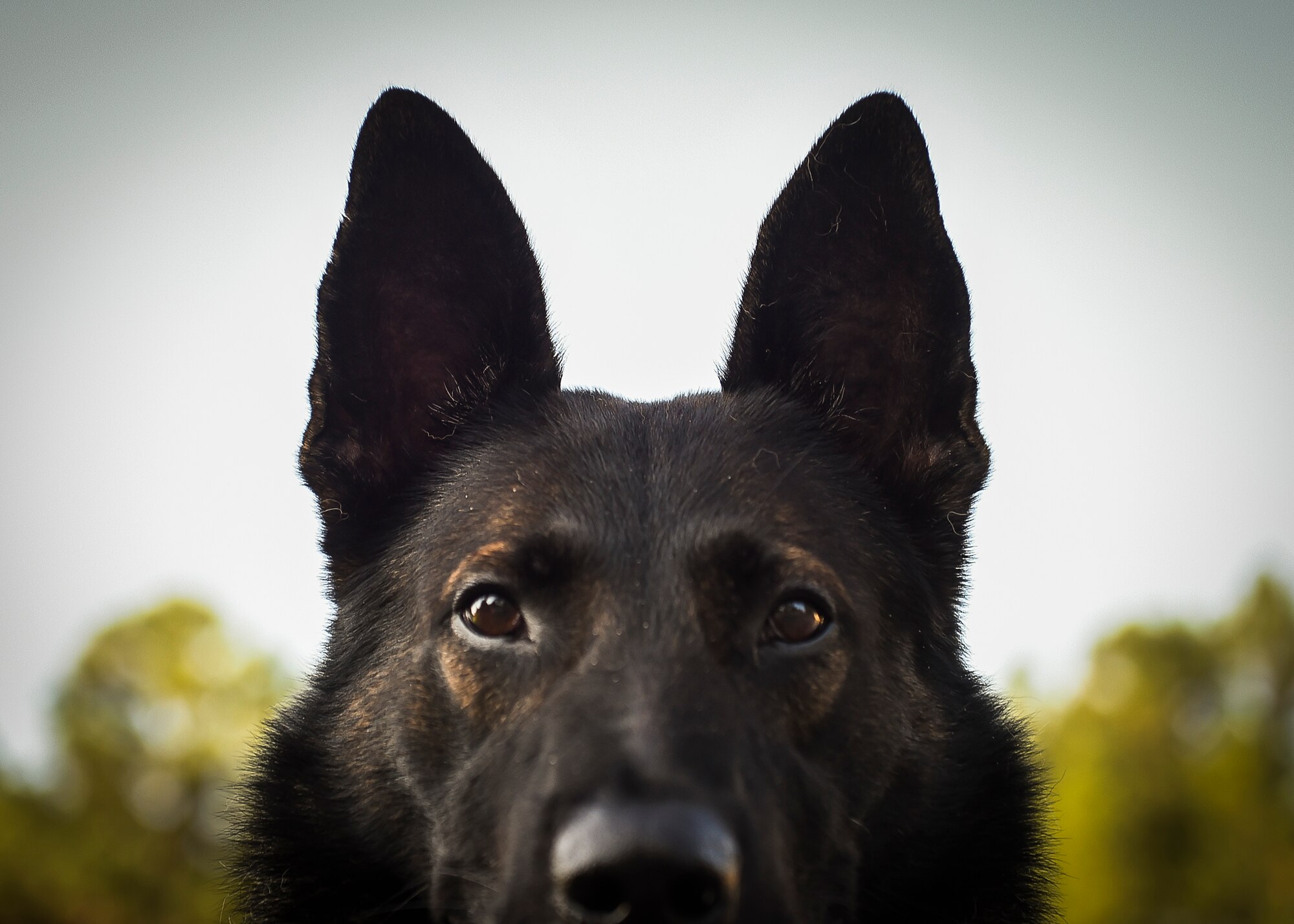 Sonic, Crestview Police Department working dog, stands ready during the 2015 Emerald Coast K-9 Clash, Sept. 4, 2015, at Hurlburt Field, Fla. The 1st Special Operations Security Forces Squadron military working dog section hosted a two-day competition, where participants were judged on tactical obedience, building search techniques, scouting and controlled aggression to see who the overall team was. (U.S. Air Force photo by Senior Airman Ryan Conroy/Released) 