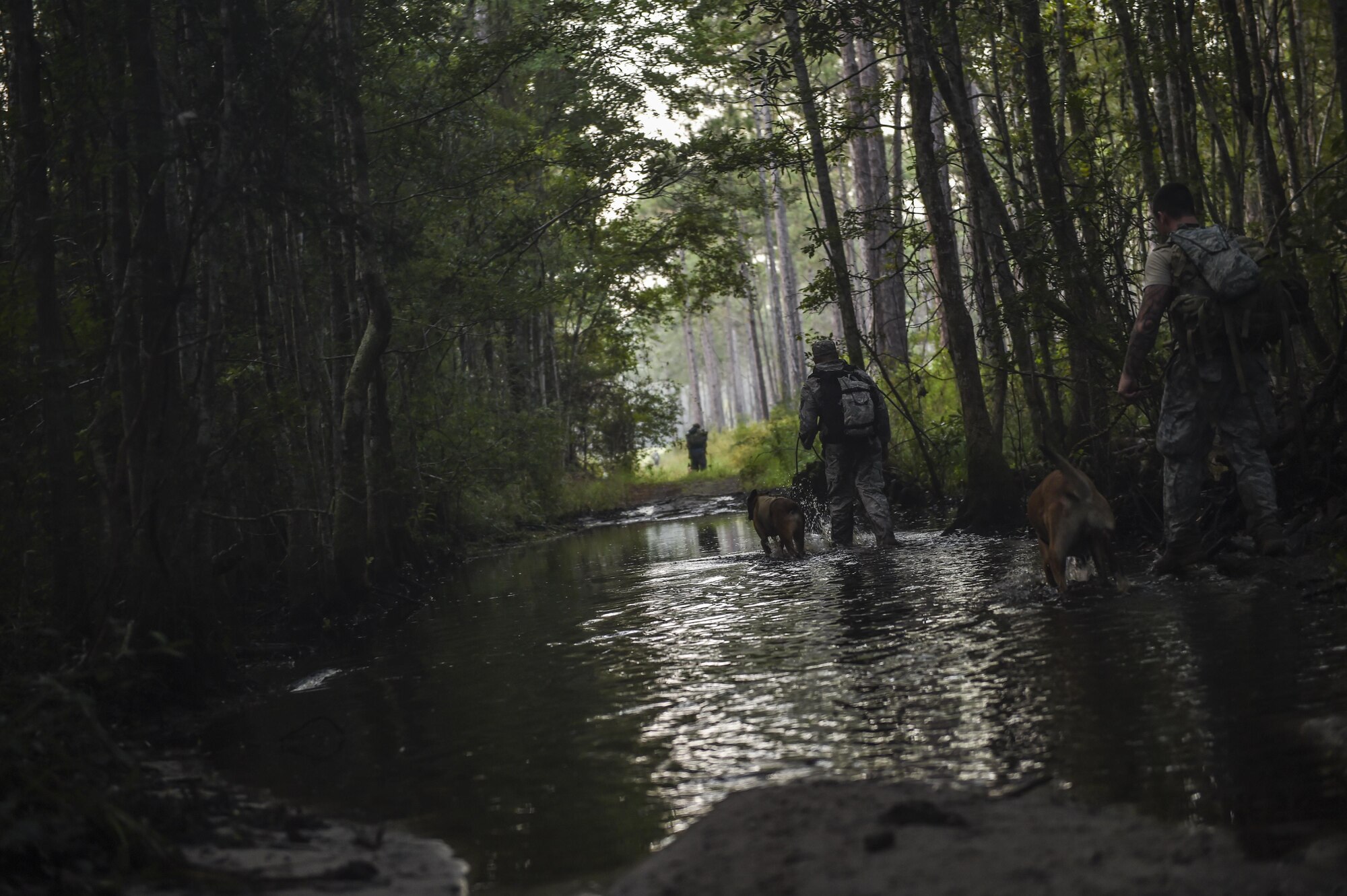 Military working dogs and their handlers ruck through a creek, Sept. 4, 2015, at Hurlburt Field, Fla. The 2015 Emerald Coast K-9 Clash began at dawn on Friday with the “Iron Dog” endurance event, which began with a 6-mile ruck march in which the dog handlers carried a heavy ruck sack on their backs. That challenge was followed by a 1.5-mile run, culminating with a 1-mile “buddy carry.” (U.S. Air Force photo by Senior Airman Ryan Conroy/Released)