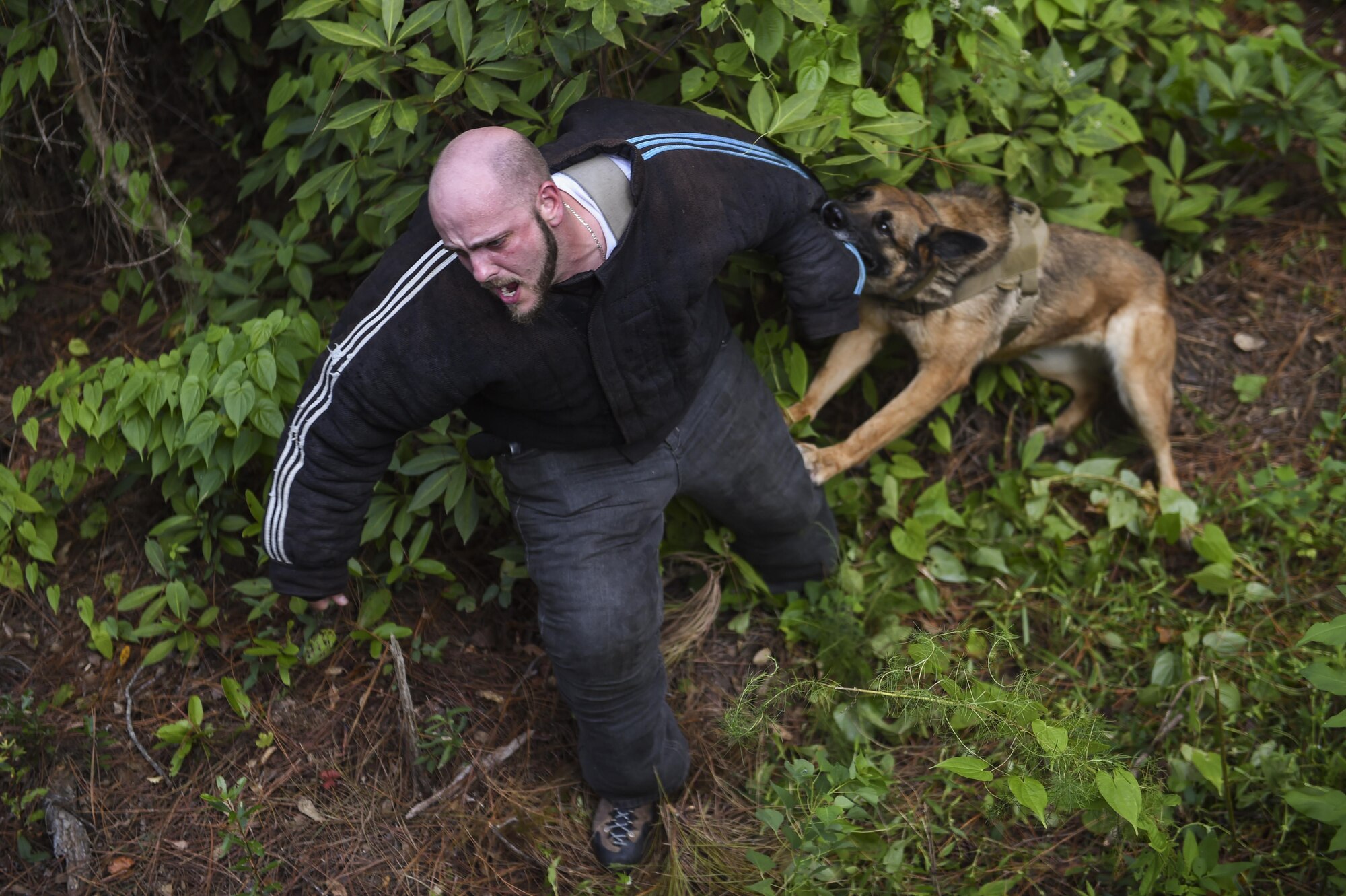 The 1st Special Operations Security Forces Squadron military working dog section hosted a two-day competition, where participants were judged on tactical obedience, building search techniques, scouting and controlled aggression to see who the overall team was. (U.S. Air Force photo by Senior Airman Ryan Conroy/Released) 