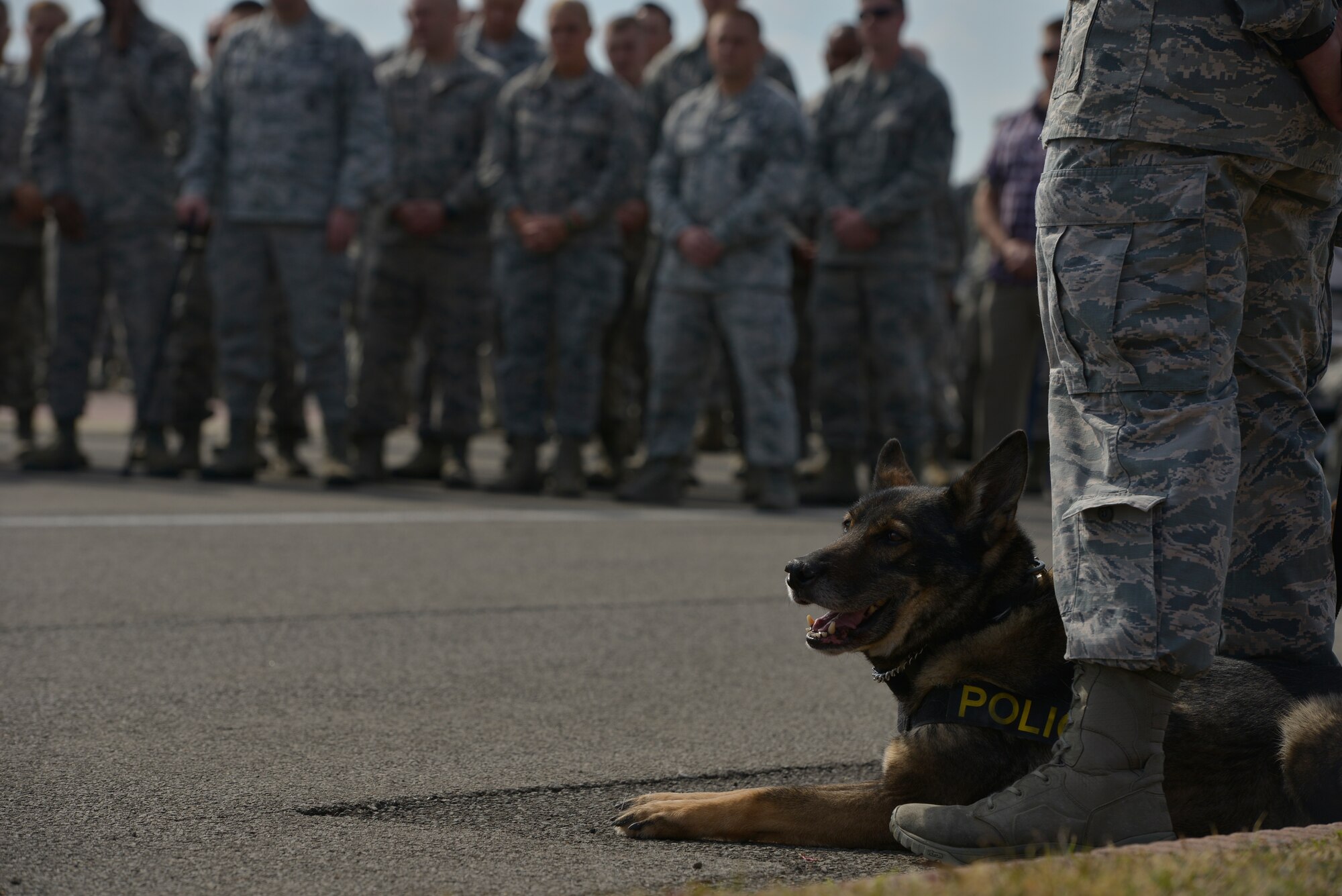 A Ramstein military working dog rests while Airmen are joined in a moment of silence for the nearly 3,000 lives lost 14 years ago during the 9/11 retreat ceremony Sept. 11, 2015, at Ramstein Air Base, Germany. Nearly 900 rescue dogs assisted emergency responders during the 9/11 attacks. (U.S. Air Force/Airman 1st Class Lane T. Plummer)