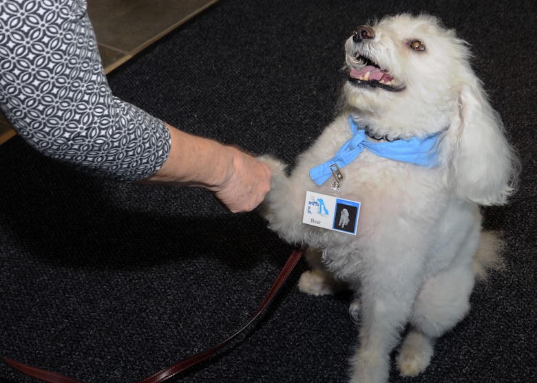 WRIGHT-PATTERSON AIR FORCE BASE, Ohio – Linda Pearson, Miami Valley Pet Therapy Association member, shakes Bear's paw at the National Air and Space Intelligence Center Wednesday, Sept. 16, 2015. Bear is 12 years old and completed two years of training to become a certified pet therapy dog. The MVPTA makes regular stops at various locations around the base. (U.S. Air Force photo illustration by Staff Sgt. Marianne E. Lane)