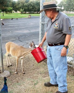 Fort Sam Houston Quadrangle animal caretaker Adam Quintero feeds one of the quad’s many deer during his daily routine.