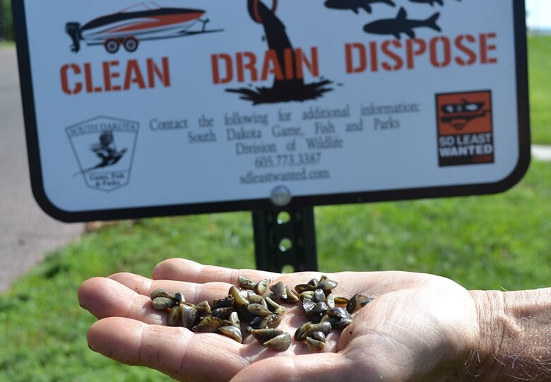 A handful of Zebra Mussels.