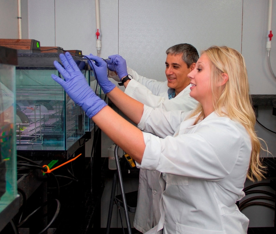 ERDC-EL Research Biologists Dr. Guilherme Lotufo, left, and Lauren Rabalais set up a 
replicate aquaria experiment in an Environmental Risk Assessment Branch (EPR) laboratory. They are investigating how increasing degrees of biofouling impacts the uptake rate of munitions constituents using polar organic chemical integrative samplers (POCIS) in coastal environments.