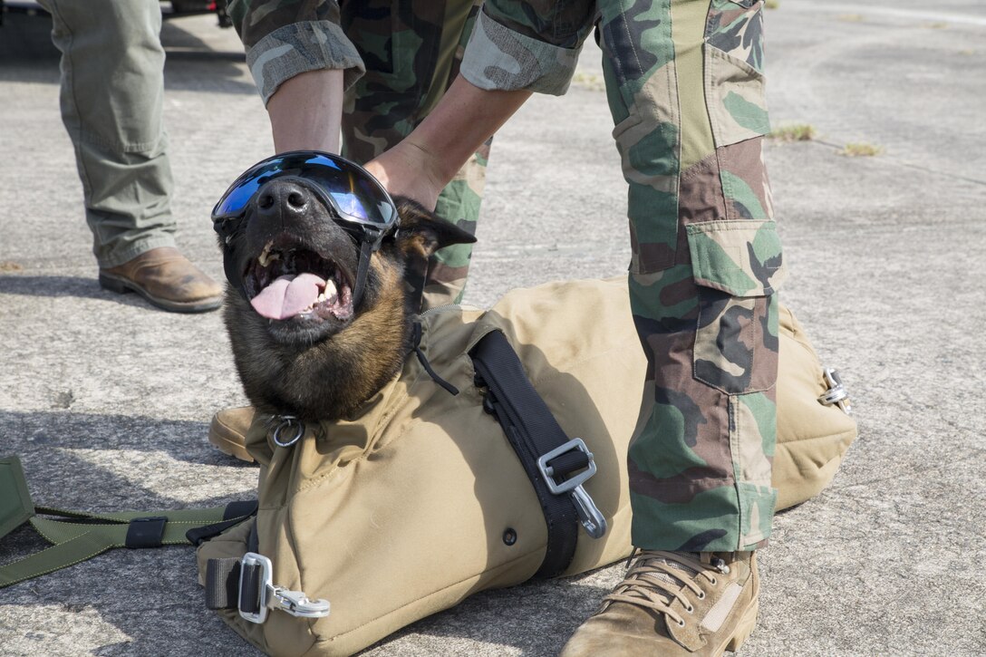 A Multi-Purpose Canine handler with U.S. Marine Corps Forces, Special Operations Command prepares his canine for a parachute jump over Marine Corps Base Camp Lejeune, N.C., Sept. 10, 2015. As MARSOC continues to demonstrate their versatile capabilities, MPC handlers with the command are preparing their canines to maneuver in new areas of operation. 