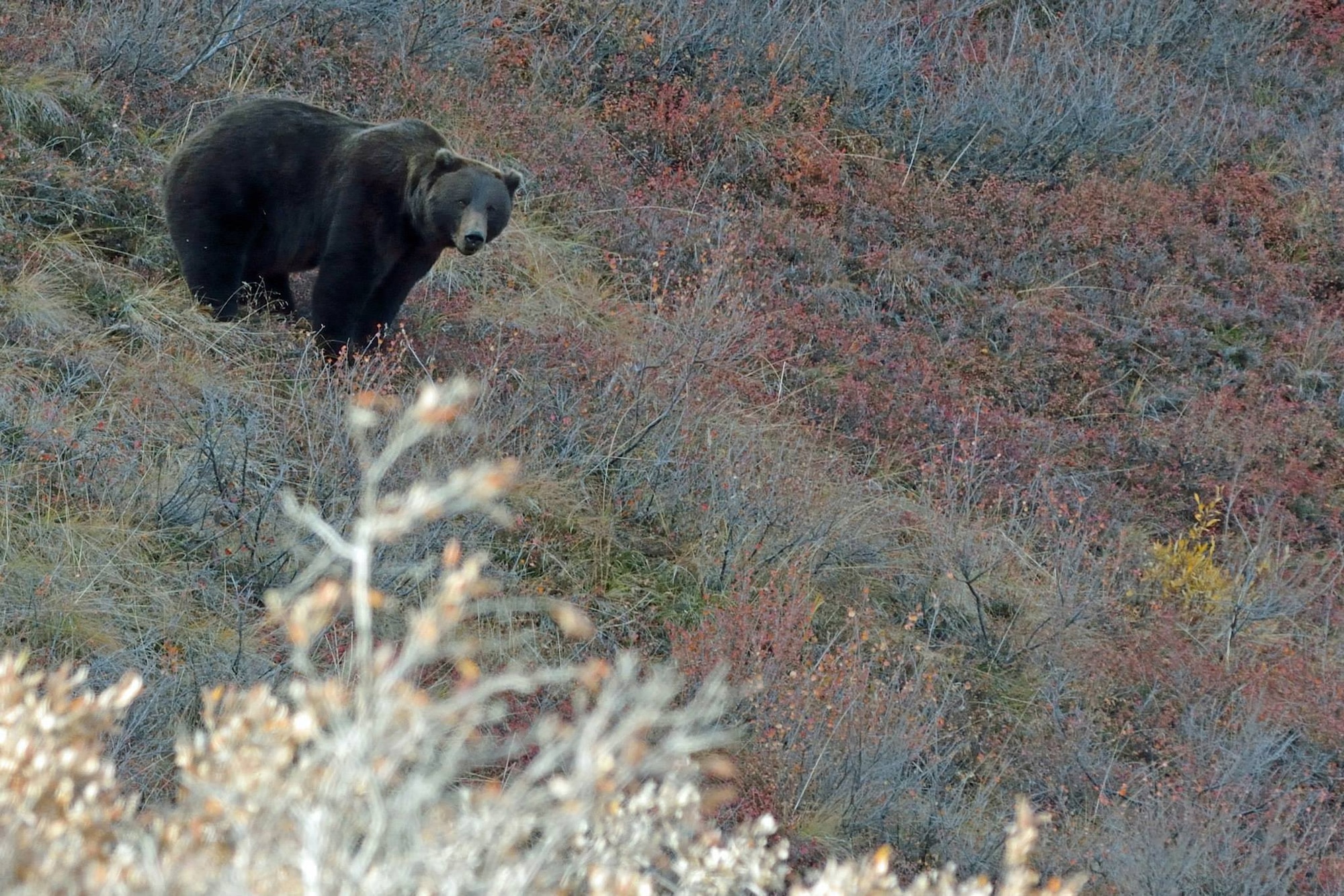 A bear eats berries during the Denali National Park military appreciation day in 2014. Approximately 400 Alaskan servicemembers and their families receive a free pass to drive the Denali Park road each year. (U.S. Air Force photo by Tech. Sgt. John Gordinier)
