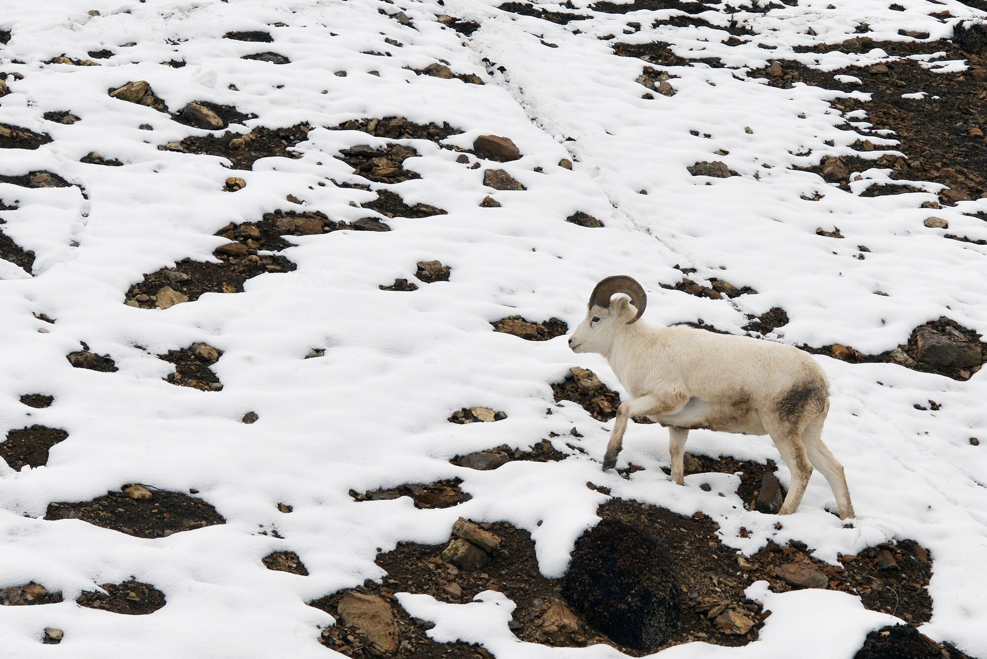 A Dall Sheep was spotted just off the road during Denali National Park military appreciation day Sept. 19. Approximately 400 Alaskan servicemembers and their families received a free pass to drive the Denali Park road. (U.S. Air Force photo by Staff Sgt. Monik Chhim)