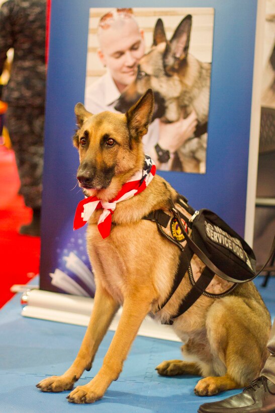 Axel, the 4-year-old Service Dog of the Year, is the escort of Capt. Jason Haag, retired.  Haag, who is native of Fredericksburg, Va., attended the 35th Anniversary edition of Modern Day Marine Military Exposition aboard MCBQ, Sept. 22.
