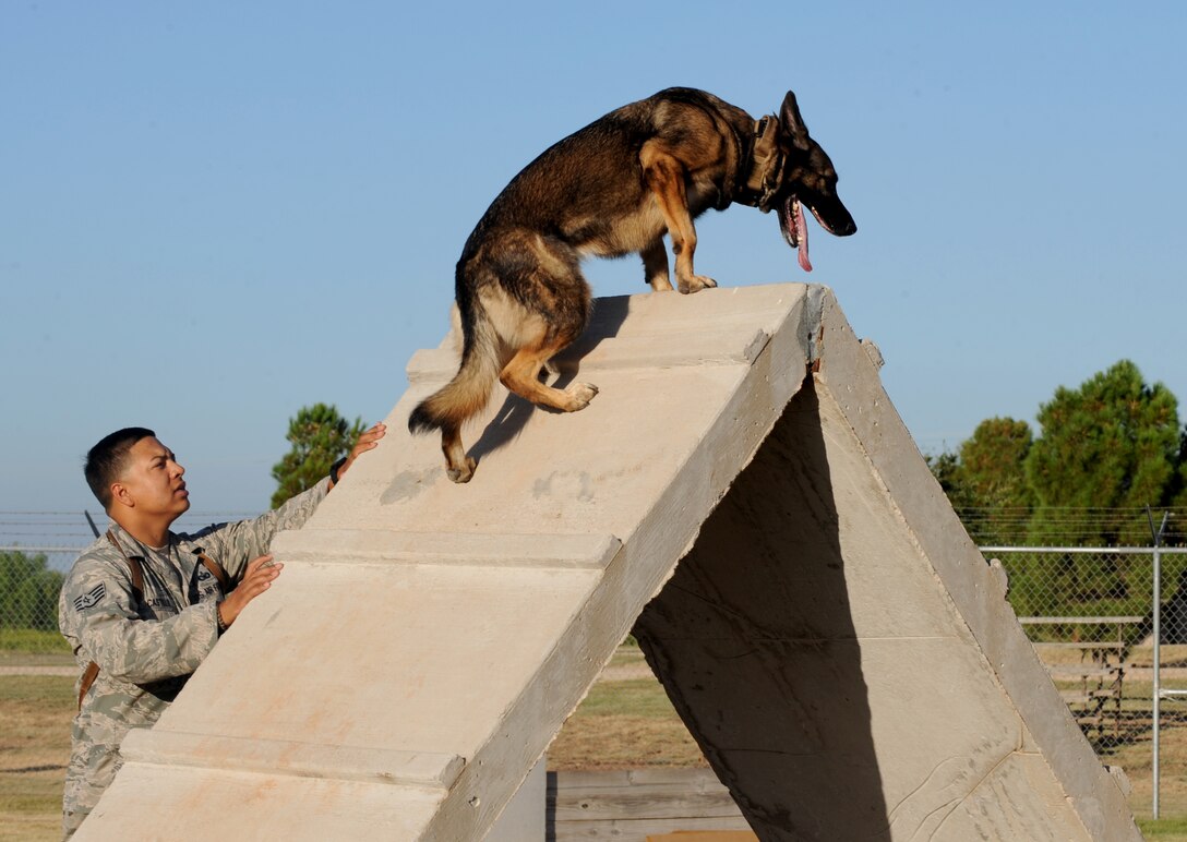 U.S. Air Force Staff Sgt. Timothy Castillo, 7th Security Forces Squadron military working dog trainer, goes through different obstacles with his dog, Axa, Aug. 10, 2015, at Dyess Air Force Base, Texas. The obstacle course is used to teach obedience and discipline that is put into action when military working dogs are on patrols and conducting searches. (U.S. Air Force photo by Airman 1st Class Austin Mayfield/Released)