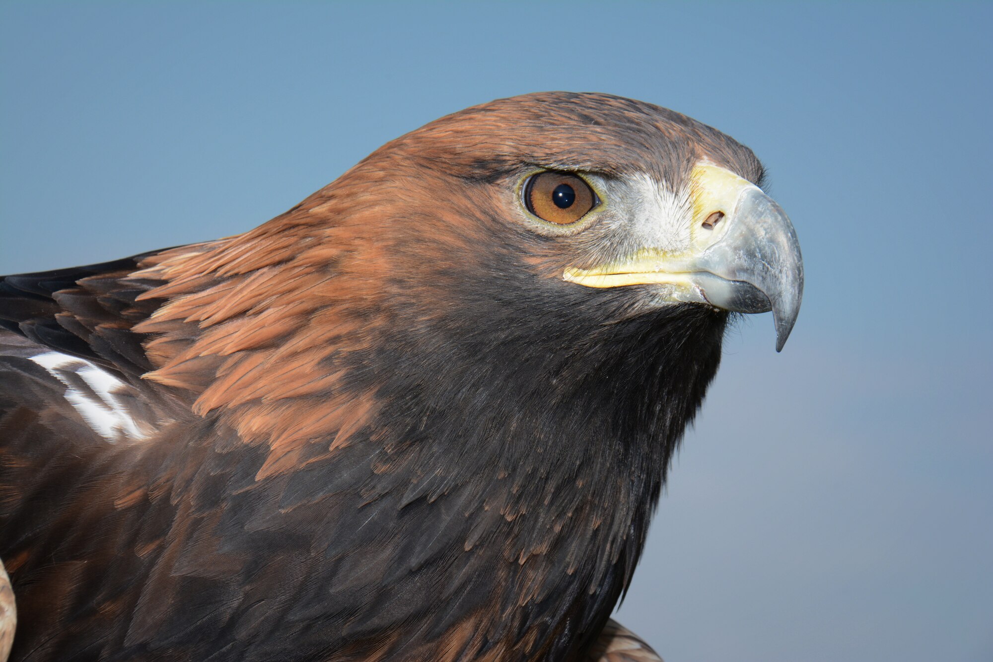 A falcon rests on a perch while scanning the airfield as part of the Bird/Wildlife Aircraft Strike Hazard prevention program at Lask Air Base, Poland, Sept. 14, 2015. The BASH program’s goal is the preservation of war fighting capabilities through the reduction of wildlife hazards to aircraft operations. (U.S. Air Force photo by Master Sgt. Paul Gorman/Released)