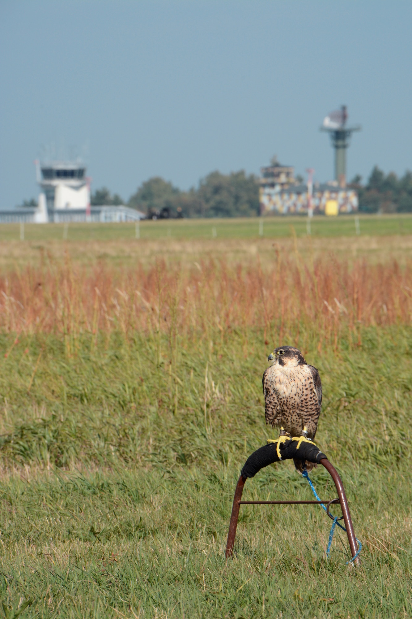 A falcon rests on a perch while scanning the airfield as part of the Bird/Wildlife Aircraft Strike Hazard prevention program at Lask Air Base, Poland, Sept. 14, 2015. The BASH program’s goal is the preservation of war fighting capabilities through the reduction of wildlife hazards to aircraft operations. (U.S. Air Force photo by Master Sgt. Paul Gorman/Released)