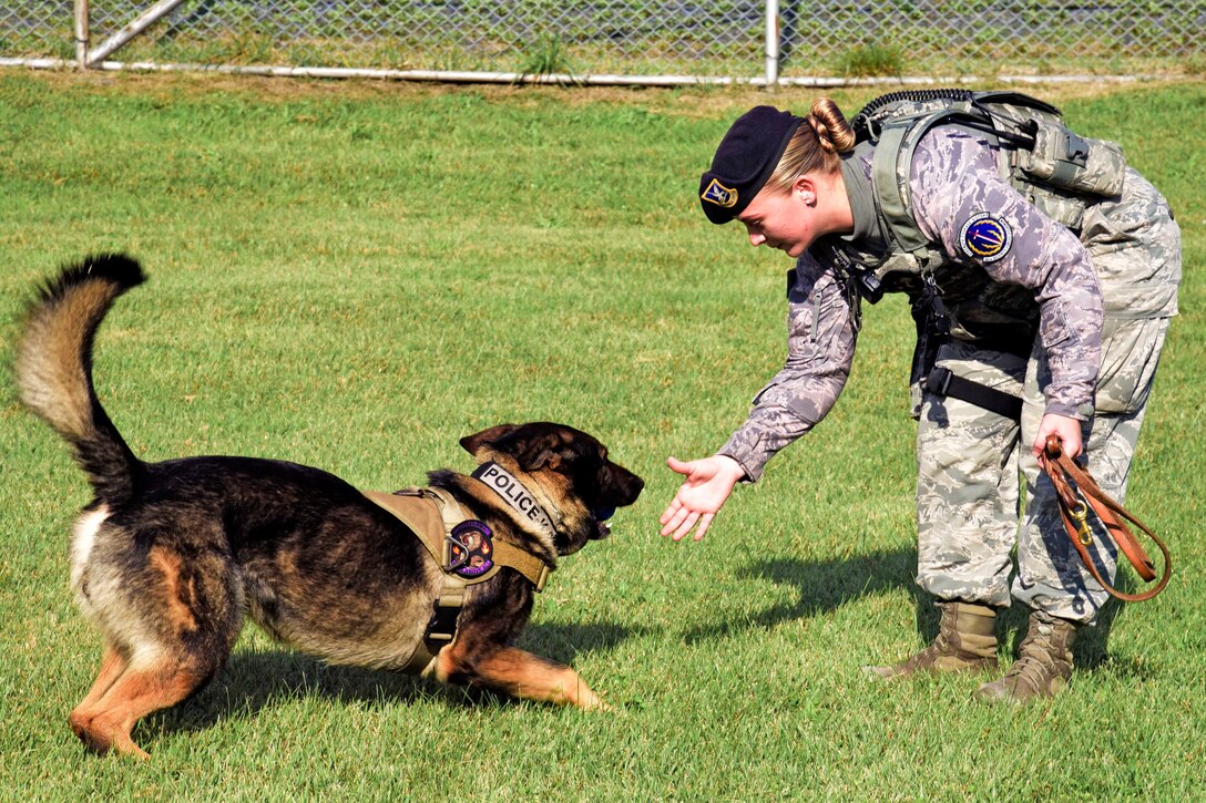 U.S. Air Force Senior Airman Alyssa Stamps, 35th Security Forces Squadron military working dog handler, plays with her dog, Elvis, at Misawa Air Base, Japan, Sept. 23, 2015. U.S. Air Force photo by Airman 1st Class Jordyn Fetter


