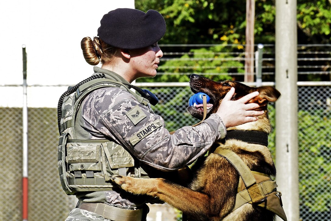 U.S. Air Force Senior Airman Alyssa Stamps, 35th Security Forces Squadron military working dog handler, plays with her dog, Elvis, at Misawa Air Base, Japan, Sept. 23, 2015. Stamps and Elvis were training to become a certified military working dog team. U.S. Air Force photo by Airman 1st Class Jordyn Fetter