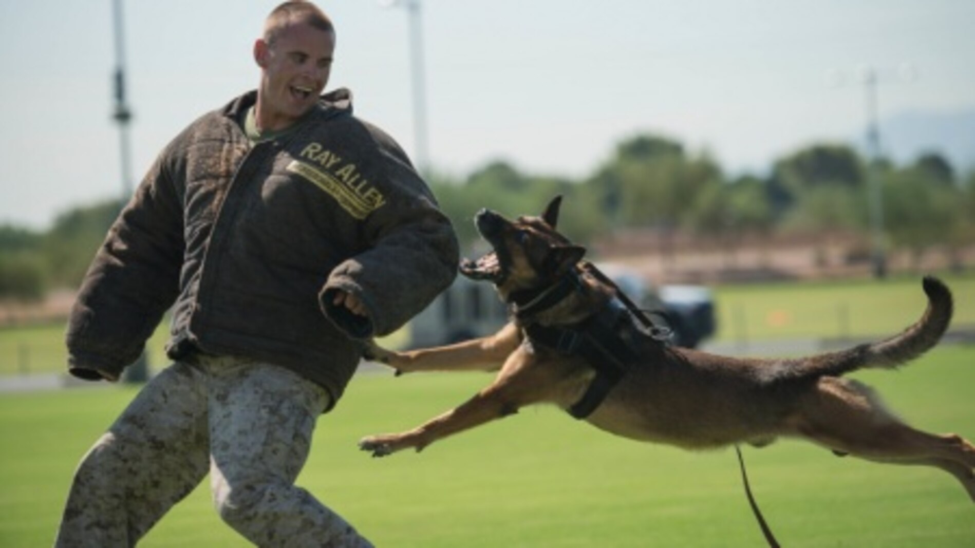 Sgt. Derek Patrick, a military working dog trainer from Marine Corps Base Camp Pendleton, demonstrates the capabilities of his military working dog at the fields behind the University of Phoenix Stadium at Glendale, Arizona, Sept. 11, 2015. The demonstration was part of Marine Week Phoenix, which allows the Marine Corps to showcase its traditions, history, and values.
